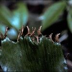 Schizaea elegans 葉