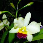 Cattleya mendelii