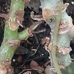 Begonia mazae Bark