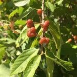 Grewia flavescens Fruit