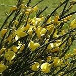 Genista cinerea Flor