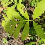 Onoclea sensibilis Leaf