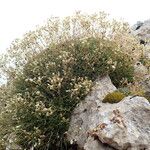 Saxifraga trifurcata Habit