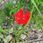 Verbena peruviana Λουλούδι