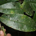Ardisia standleyana Hoja