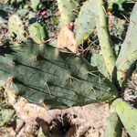 Opuntia elatior Leaf