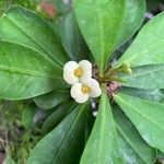 Euphorbia lophogona Flor