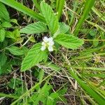 Lippia javanica Листок