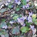 Viola odorata Flower