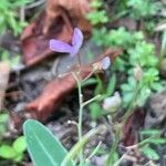 Desmodium paniculatum Květ