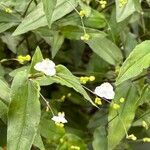 Gibasis geniculata Flor