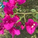 Bougainvillea × buttiana Kwiat