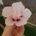 Hibiscus syriacusKvet