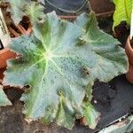 Begonia heracleifolia Лист