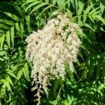 Sorbaria kirilowii ফুল