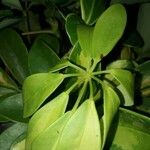 Schefflera arboricola Листок