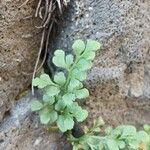 Asplenium ruta-muraria Liść