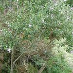 Podalyria calyptrata Hábito
