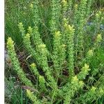 Sideritis montana Flower