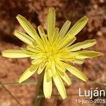 Scorzonera aristata 花