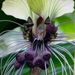 Tacca chantrieriFlower