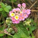 Lantana camaraΛουλούδι