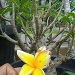 Plumeria alba Flower