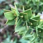 Ruscus aculeatus Leaf