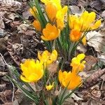 Crocus flavus Цветок