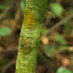 Dalbergiella welwitschii Corteza