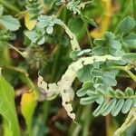Hippocrepis biflora Mbuma