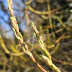 Salix triandra Levél