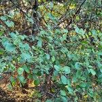 Cordia monoica Hoja