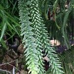 Araucaria laubenfelsii Φύλλο