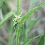 Ludwigia decurrens Leaf