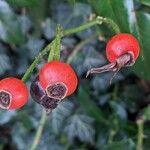 Rosa multiflora Fruit