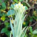 Gnaphalium cheiranthifolium Flower