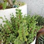 Crassula rogersii Yaprak