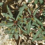 Euphorbia gayi Цвят