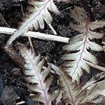 Athyrium niponicum Hoja