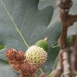 Quercus macranthera Fruct
