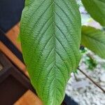 Frangula azorica Leaf