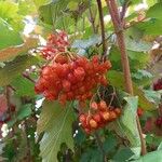 Viburnum opulusFlower