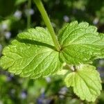 Veronica chamaedrys Leaf