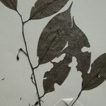 Guatteria foliosa Otro