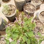 Ocimum tenuiflorum Fleur