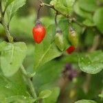 Lycium chinense ഫലം
