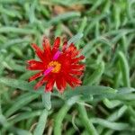 Malephora crocea Цветок