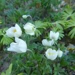 Anemone sylvestris Blüte