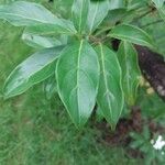 Cornus capitata Folha